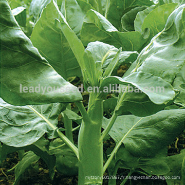 KL02 Cutiao fleur jaune vert graines de brocoli chinois graines de kailan